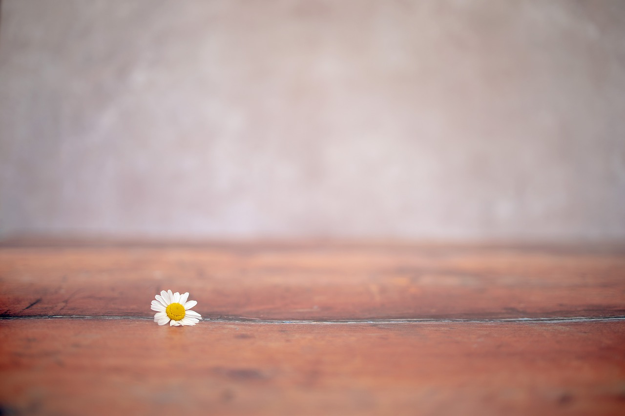 chamomile, flower, table